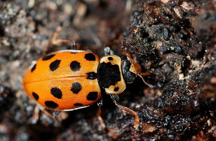 Hippodamia tredecimpunctata Hippodamia tredecimpunctata Linnaeus 1758 Checklist View