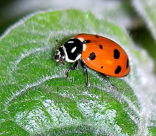 Hippodamia tredecimpunctata Beetle Thirteenspot Ladybird beetle Hippodamia tredecimpunctata