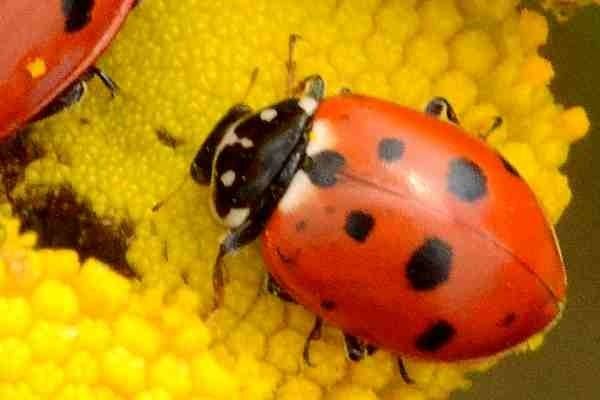 Hippodamia variegata Hippodamia variegata