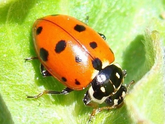 Hippodamia variegata Variegated Lady Beetle Hippodamia variegata BugGuideNet