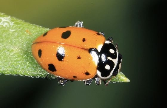 Hippodamia variegata Lady Beetle Hippodamia variegata BugGuideNet