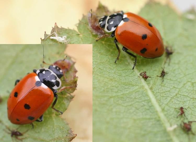 Hippodamia variegata FileHippodamia variegata01jpg Wikimedia Commons