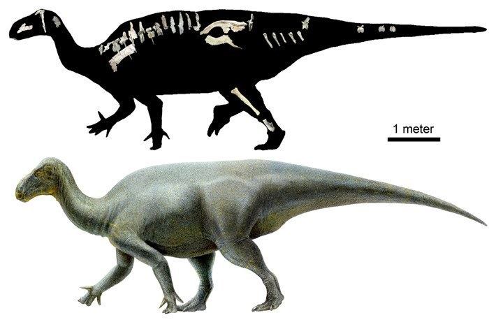 Hippodraco PALAEOBLOG Iguanacolossus amp Hippodraco Two New Iguanodonts