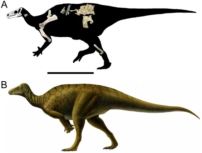 Hippodraco A Skeletal reconstruction of Hippodraco scutodens showing the