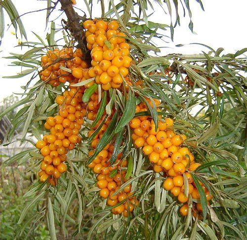 Hippophae Temperate Climate Permaculture Permaculture Plants SeaBuckthorn