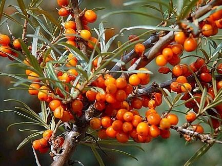 Hippophae Hippophae rhamnoides Balkan Ecology Project