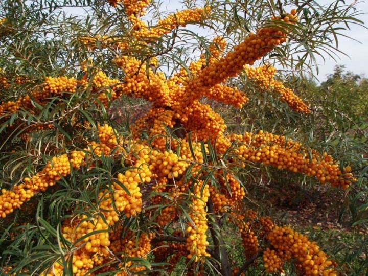 Hippophae HIPPOPHAE rhamnoides Orange Energy Habego Fruit trees and