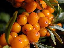 Hippophae httpsuploadwikimediaorgwikipediacommonsthu