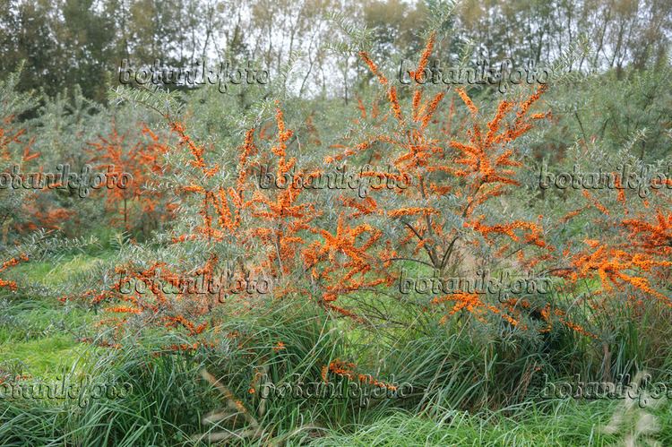 Hippophae Images Hippophae Images and videos of plants and gardens botanikfoto