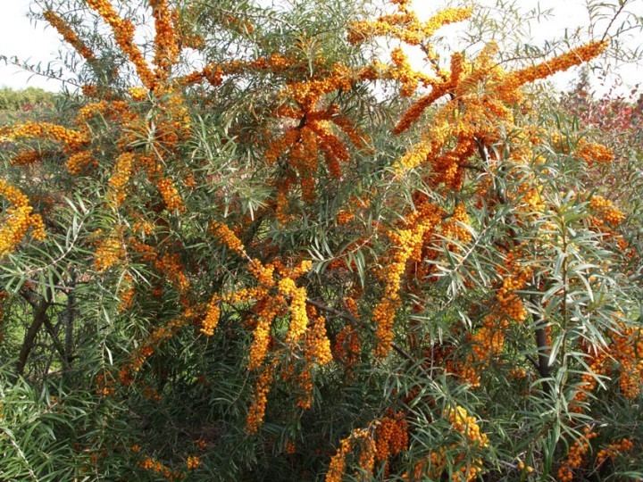 Hippophae rhamnoides HIPPOPHAE rhamnoides Orange Energy Habego Fruit trees and
