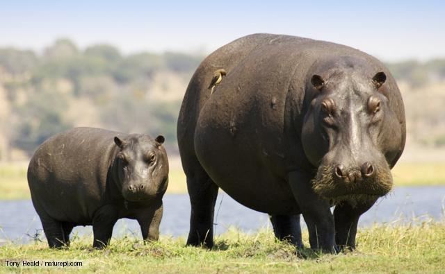 Hippopotamus BBC Nature Hippopotamus videos news and facts