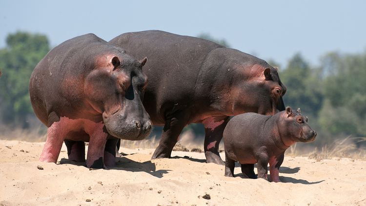 Hippopotamus hippopotamusgroupjpg