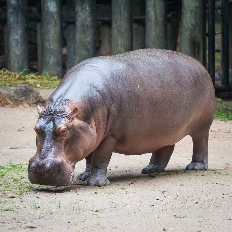 Hippopotamus Why is a Hippopotamus called a River Horse Pitara Kids Network