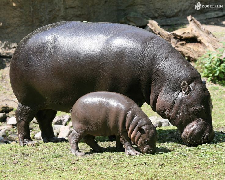 Hippopotamus 1000 ideas about Hippopotamus on Pinterest Baby hippo The hippo