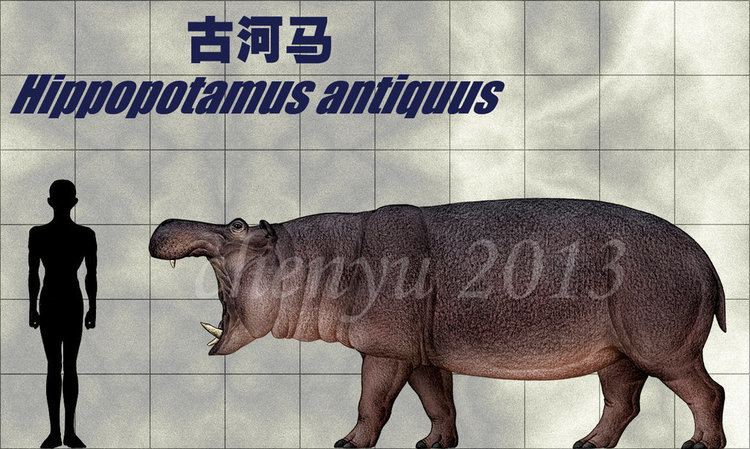 Hippopotamus antiquus Hippopotamus antiquus by sinammonite on DeviantArt