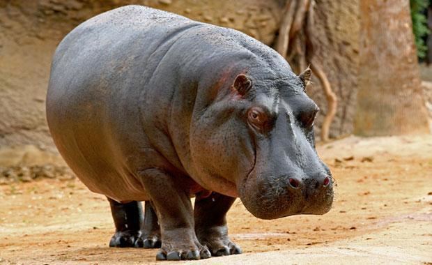 Hippopotamus Buy Hippopotamus Meat from Exotic Meat Market