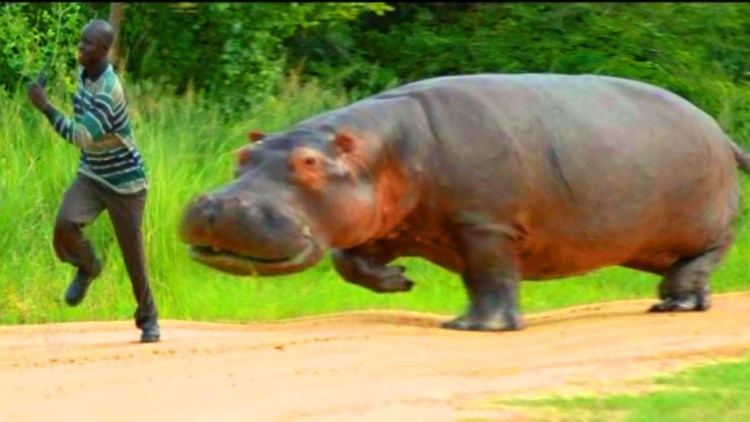 Hippopotamus Hippos Africa39s Most Dangerous Animal Weird Hippopotamus Fun Facts