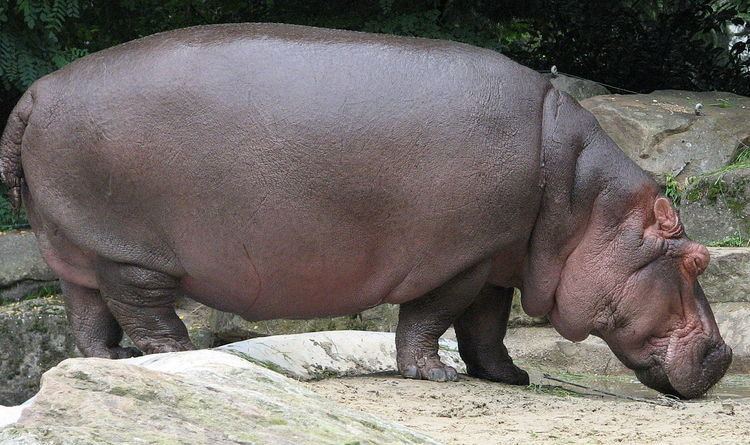 Hippopotamus (genus)