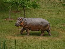Hippopotamus gorgops httpsuploadwikimediaorgwikipediacommonsthu