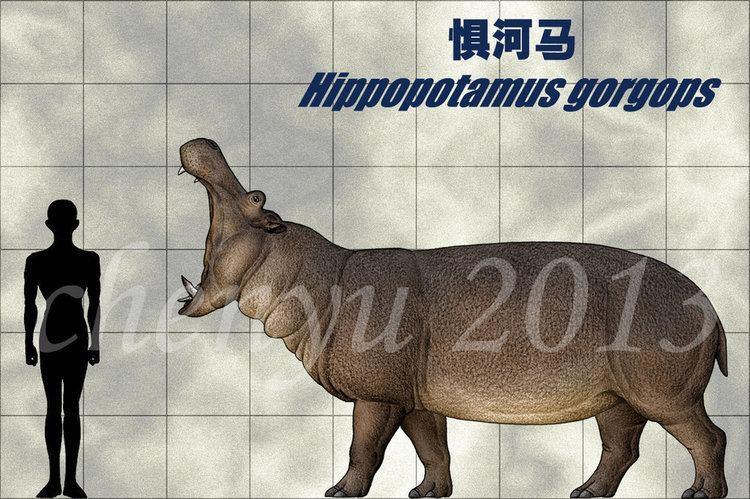Hippopotamus gorgops Hippopotamus gorgops by sinammonite on DeviantArt
