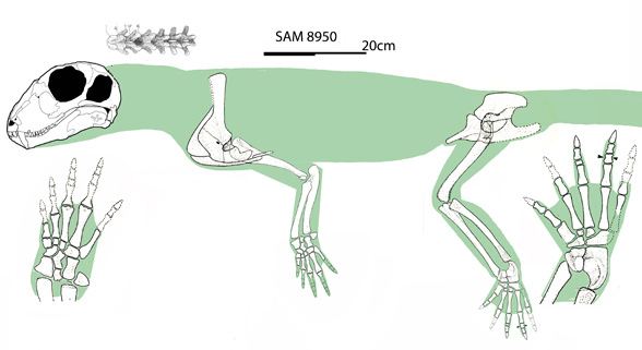 Hipposaurus hipposaurusrecon588jpg
