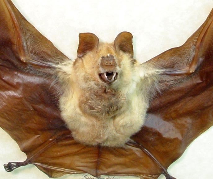 Hipposideros Real Framed Bat Hipposideros Diadem Huge Vampire Bat Massive