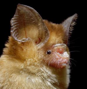 Hipposideros BOLD Systems Taxonomy Browser Hipposideros cineraceus species
