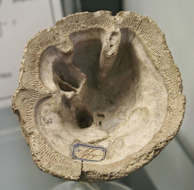 Hippurites Louisville Fossils and Beyond Hippurites Bivalve Fossil