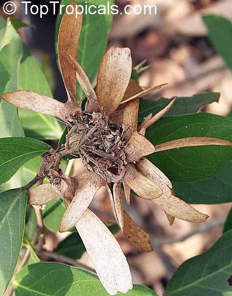 Hiptage Hiptage beghalensis Helicopter Flower Madhavi TopTropicalscom