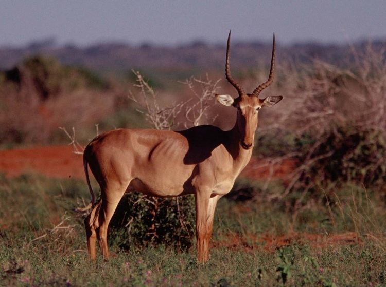 Hirola 1000 images about Hirola on Pinterest Africa Hunters and Animals