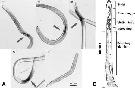 Hirschmanniella oryzae A Wholemount in situ hybridization of Hirschmanniella Figure