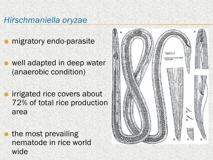 Hirschmanniella oryzae Rice hirschmaniella molecular interaction