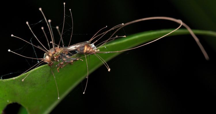 Hirsutella Wasp infected with Cordyceps fungus Hirsutella saussurei Flickr