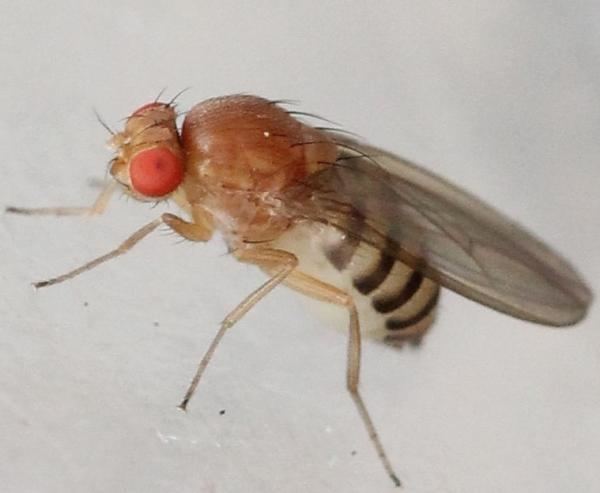 Hirtodrosophila wwwdipterainfoimagesphotoalbumalbum15hirtod