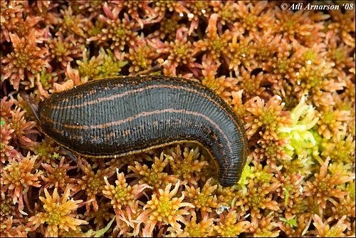 Hirudo medicinalis Hirudo medicinalis