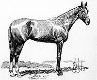 His Eminence (horse) httpsuploadwikimediaorgwikipediacommonsthu