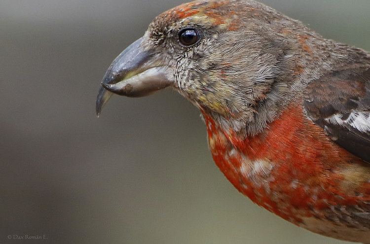 Hispaniolan crossbill Pico Cruzado Loxia megaplaga Hispaniolan Crossbill Flickr