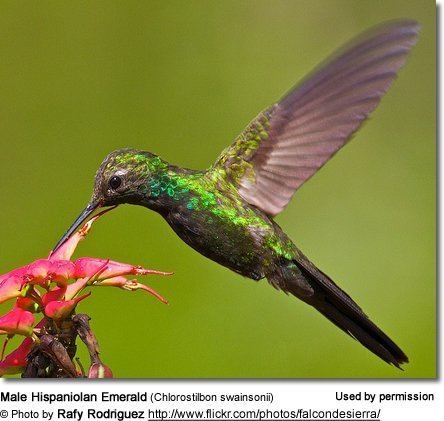 Hispaniolan emerald Hispaniolan Emeralds Chlorostilbon swainsonii