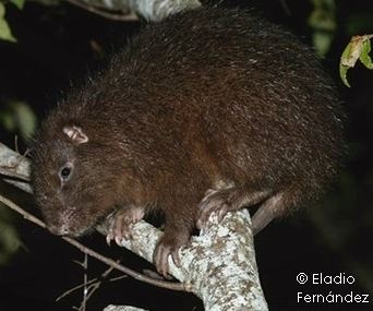 Hispaniolan hutia Hispaniolan Hutias Plagiodontia spp