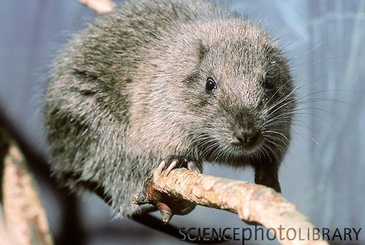 Hispaniolan hutia Hispaniolan Hutia Stock Image Z9180227 Science Photo Library