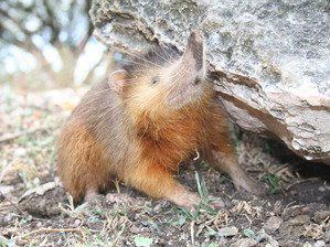 Hispaniolan hutia Jose NunezMino The Last Survivors Project Discover