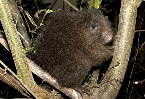 Hispaniolan hutia Hispaniolan hutia Photo Jorge Brocca The Last Survivors Flickr