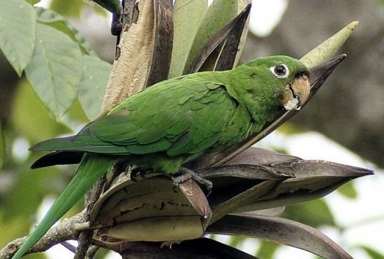 Hispaniolan parakeet wwwbirdforumnetopusimagesthumbddfHispaniol