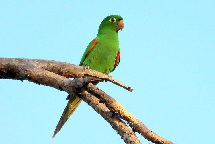 Hispaniolan parakeet Dominican Republic Rockjumper Birding Tours Worldwide Bird Tours