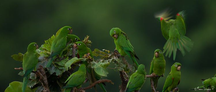 Hispaniolan parakeet Hispaniola Into the wild