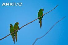 Hispaniolan parakeet Hispaniolan parakeet videos photos and facts Aratinga chloroptera