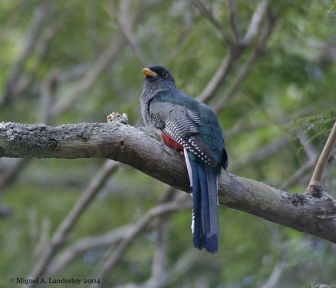 Hispaniolan trogon Mangoverde World Bird Guide Photo Page Hispaniolan Trogon Priotelus