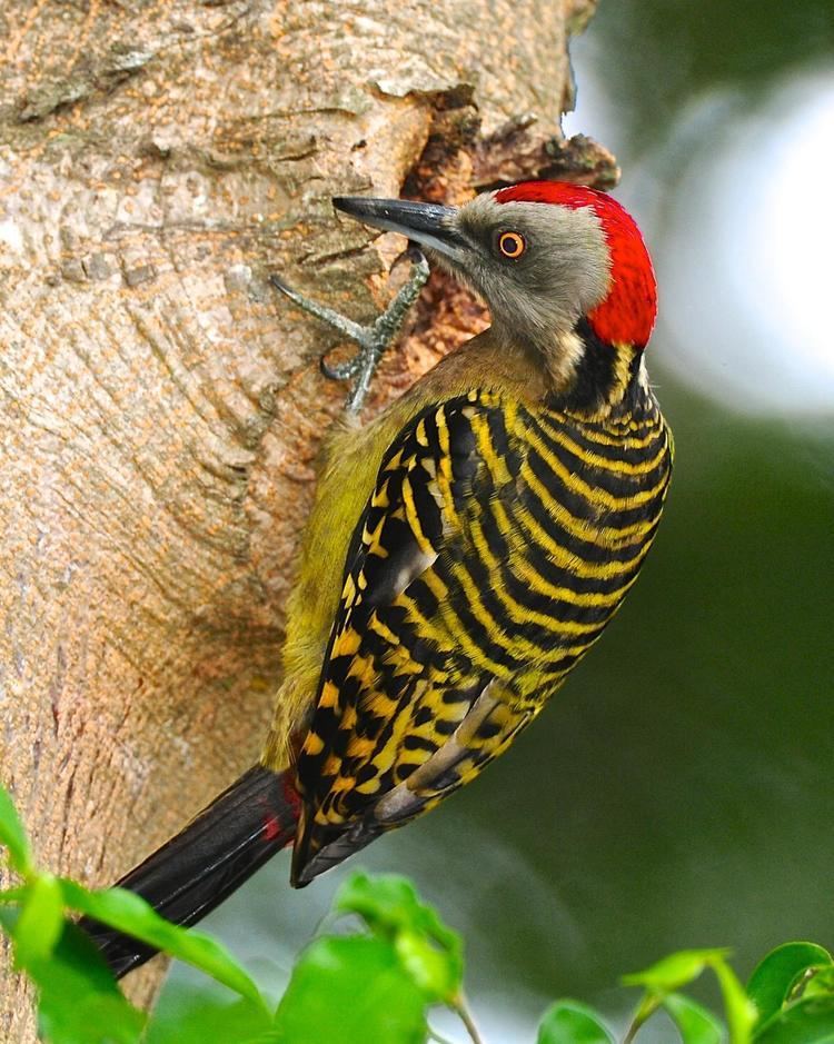 Hispaniolan woodpecker BirdsEye Photography Review Photos