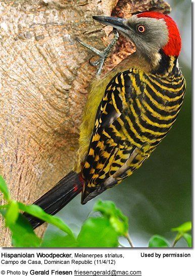 Hispaniolan woodpecker Hispaniolan Woodpecker Melanerpes striatus