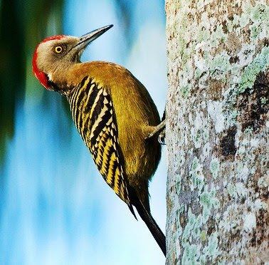 Hispaniolan woodpecker Birds of the World Hispaniolan woodpecker